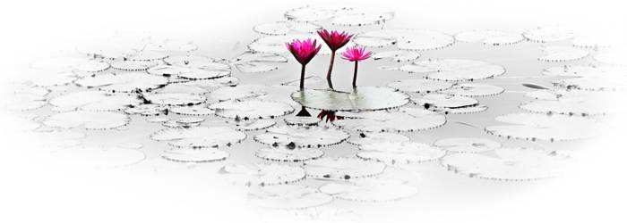 lotus flower on tranquil pond